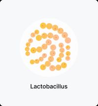 Lactobacillus