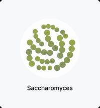 Saccharomyces