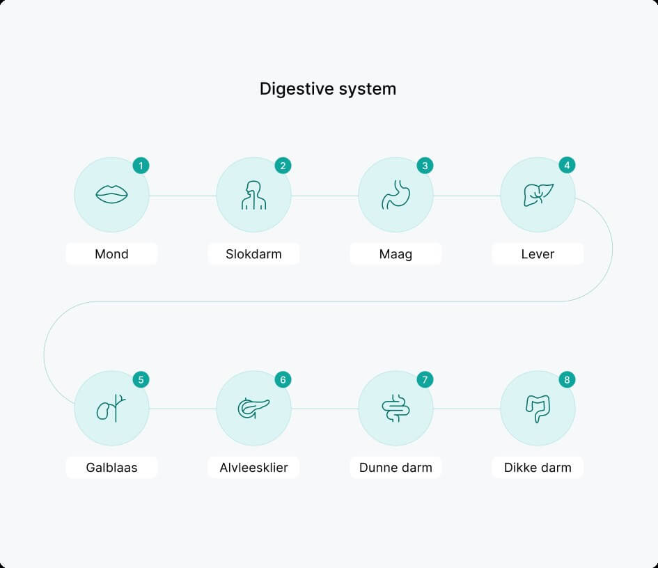 Infographics spijsverteringssyteem